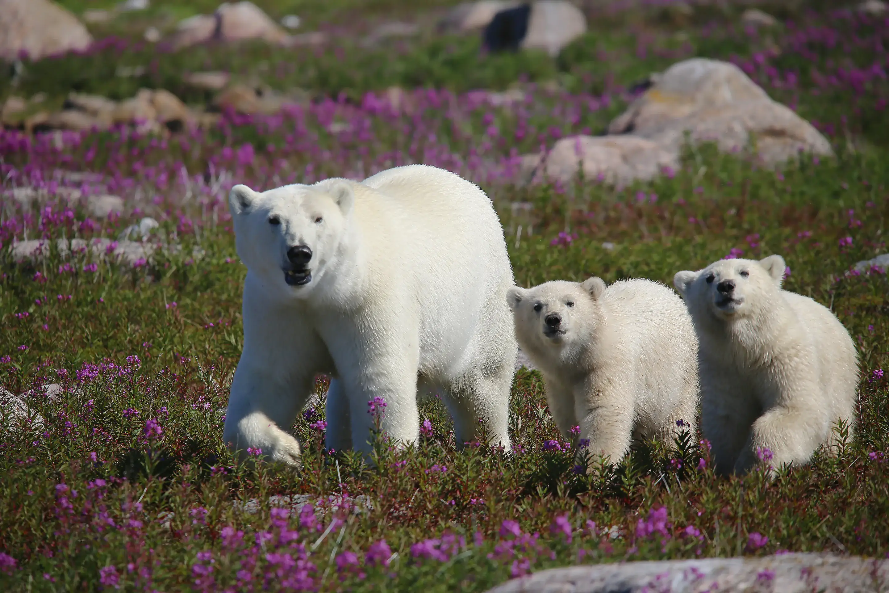 Polar bear mother and cubs among fireweed on the tundra