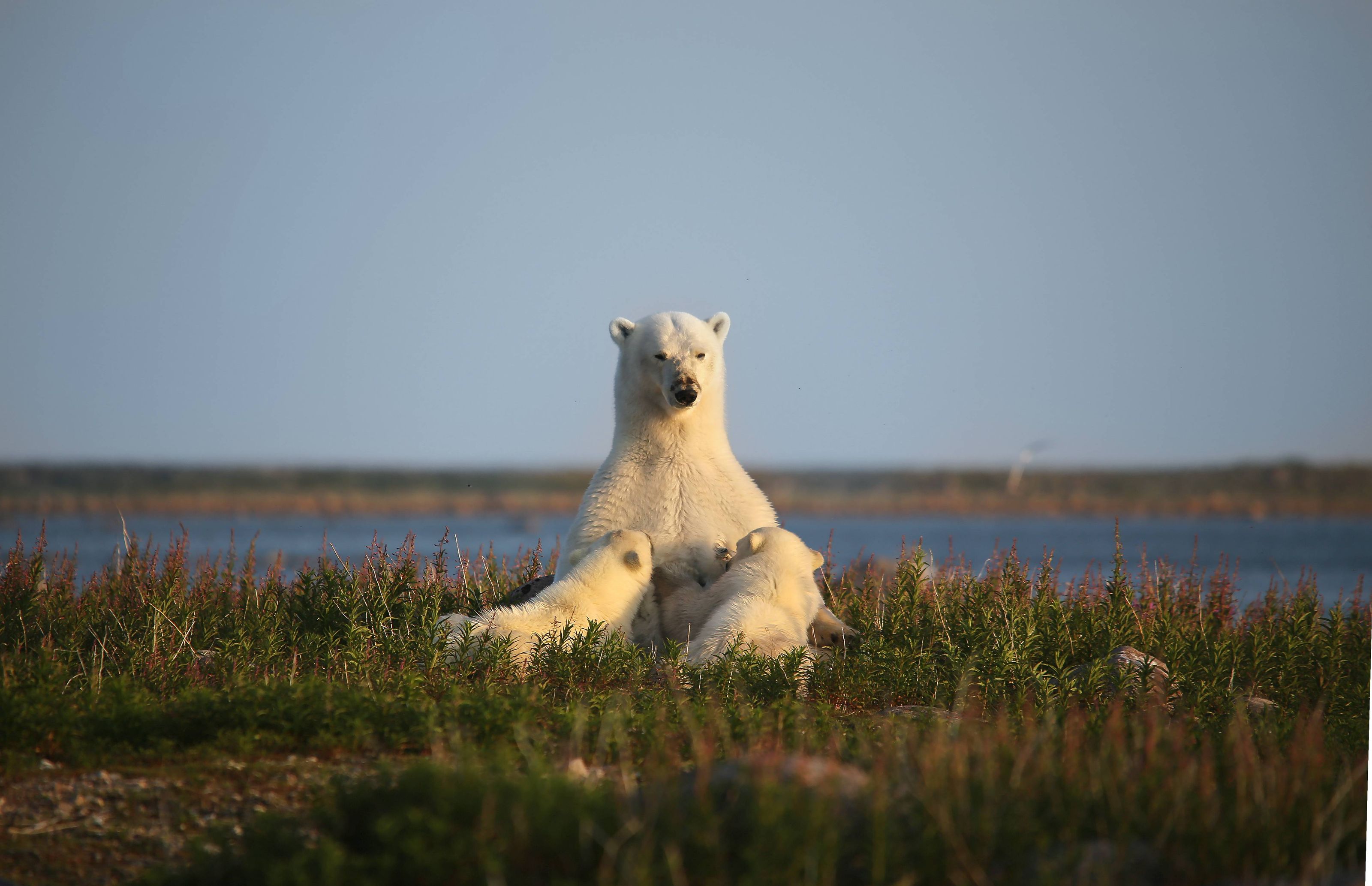 Polar bear mother nursing cubs in fireweed on the Arctic tundra