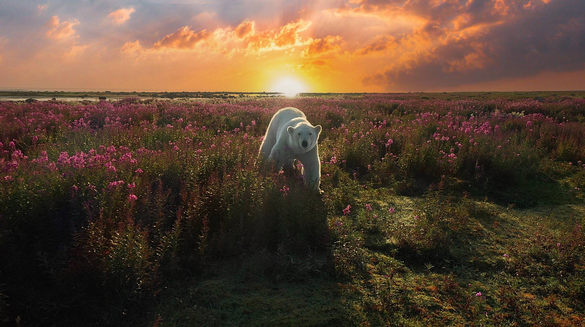 Polar bear on the Churchill region tundra at sunrise