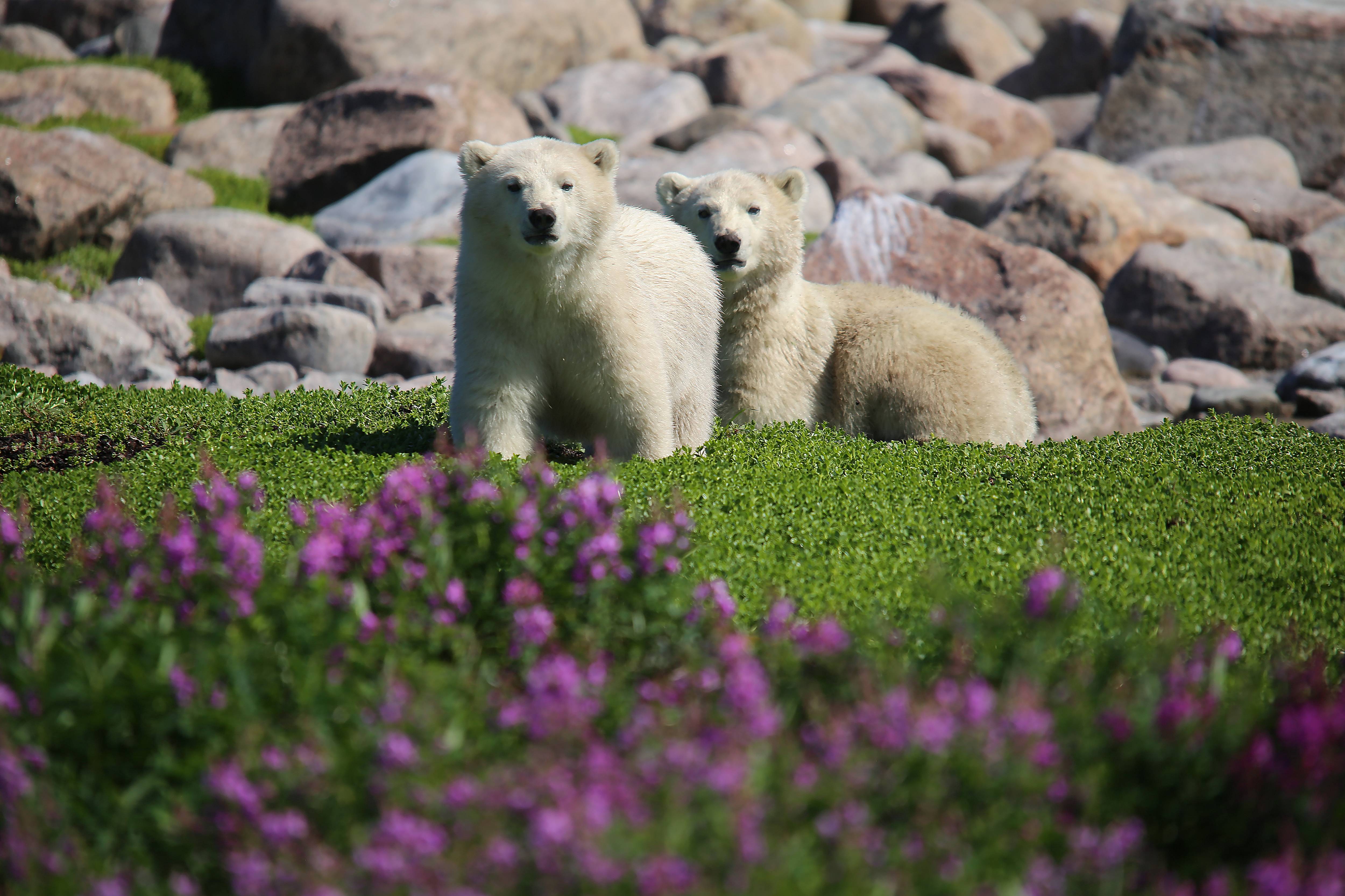 Polar bear cubs on the tundra near Fireweed Island, Nunavut