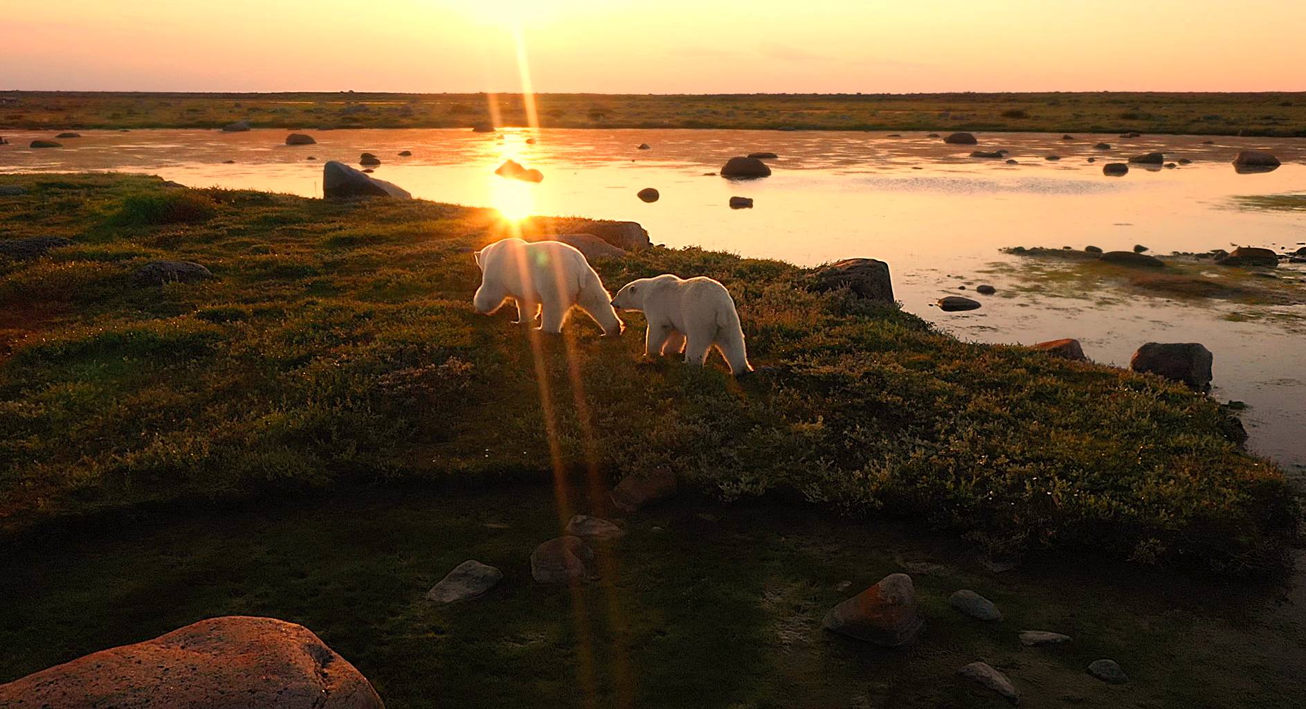 Polar bears on the tundra at sunset