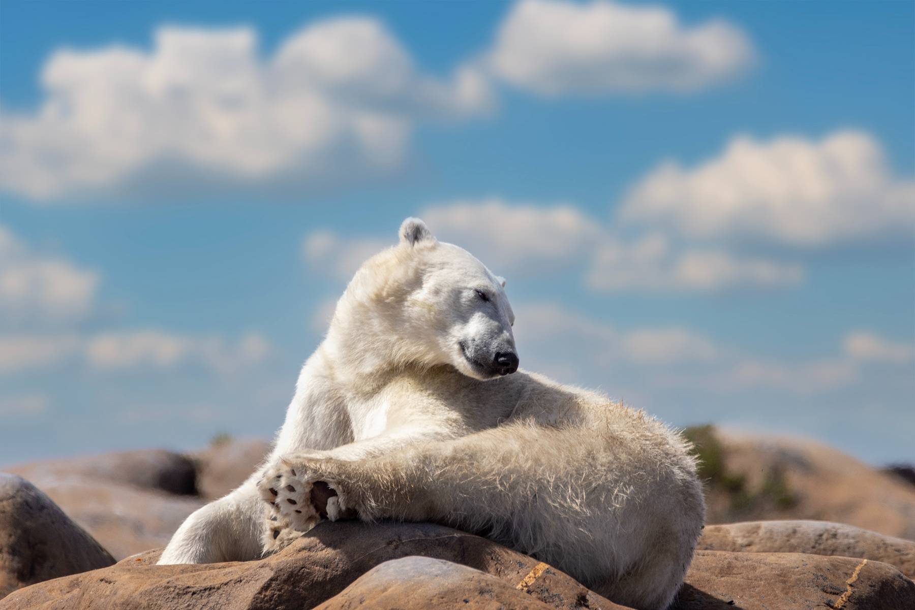 Polar bear on coastal rocks, Nunavut