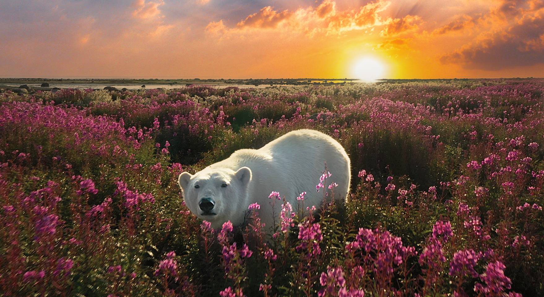 Polar bear in golden sunrise light