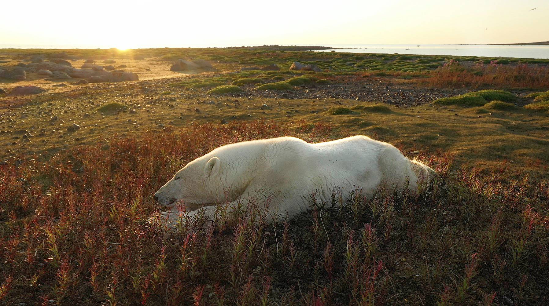 Polar bear resting on the summer tundra