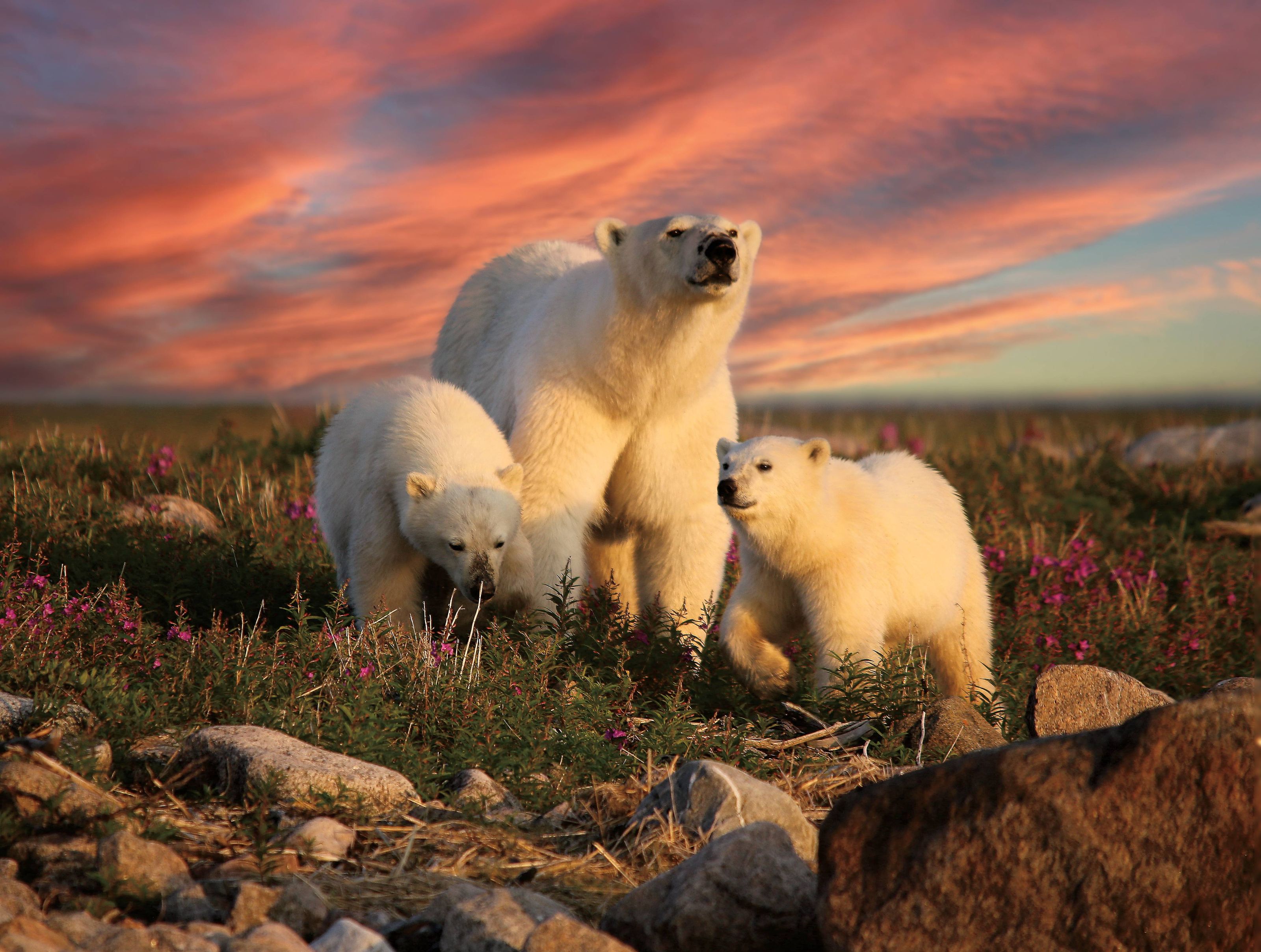 Winnipeg and the start of the journey north