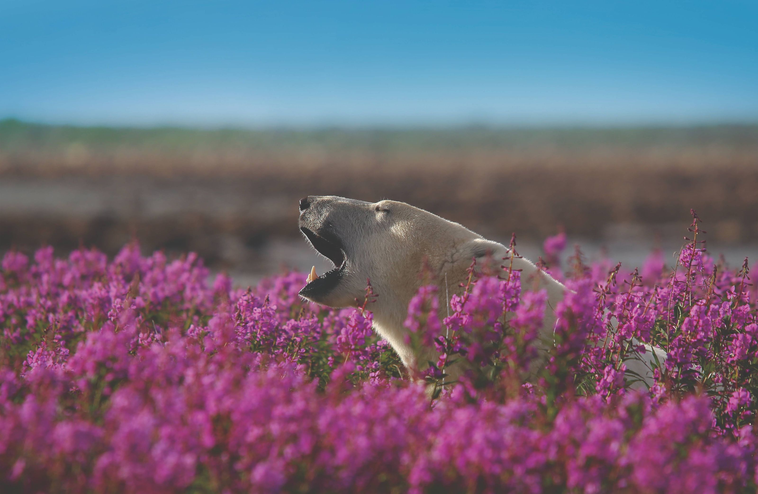 On Fireweed Island: trekking and polar bears