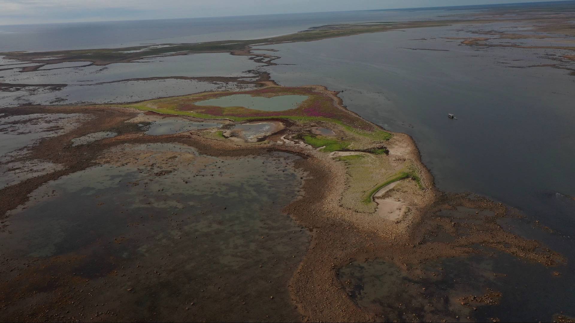 Arctic wildlife and coastal landscapes