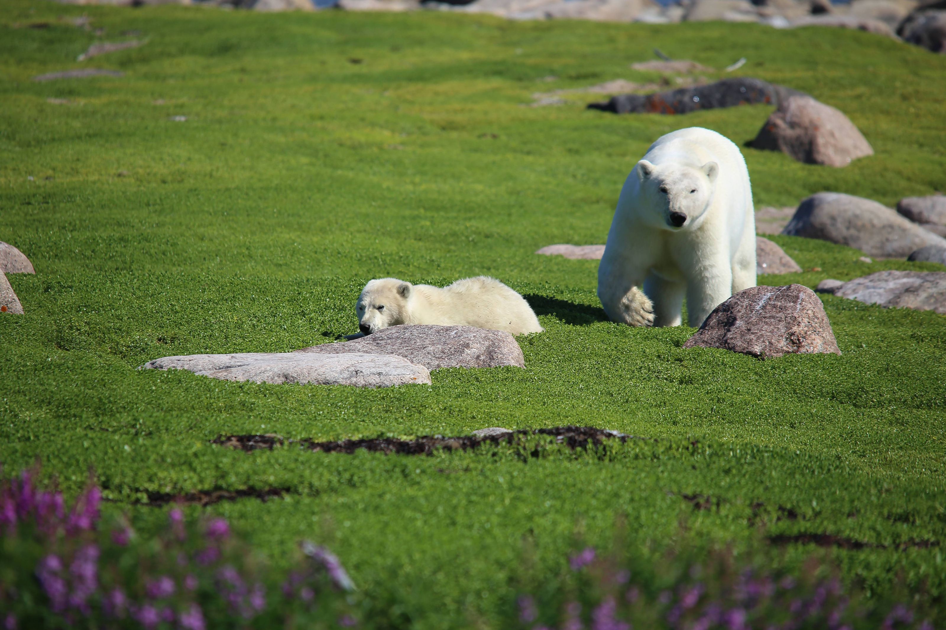 Field Station evenings and island scenery