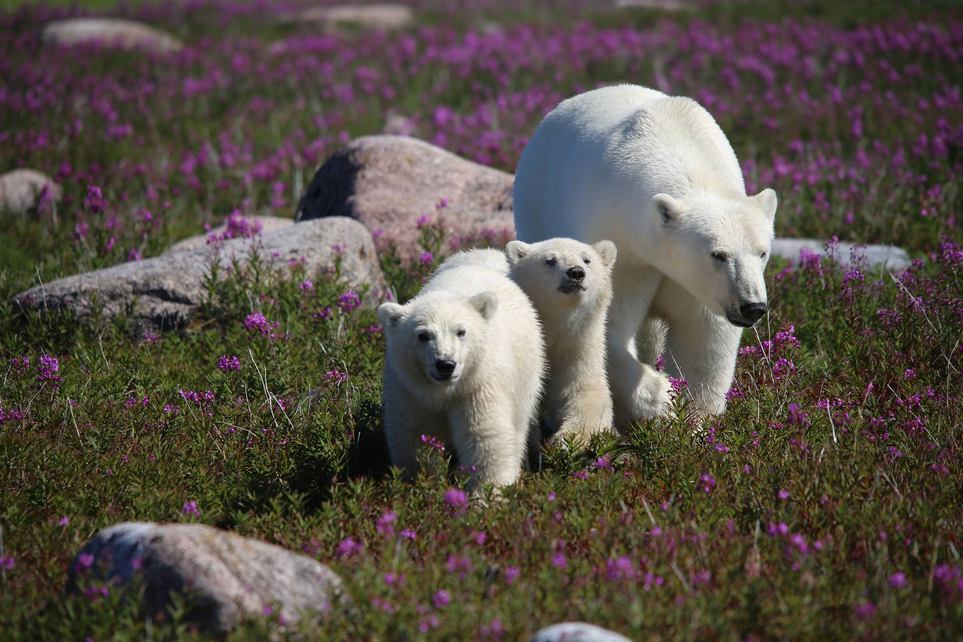 Return helicopter and flight toward Winnipeg