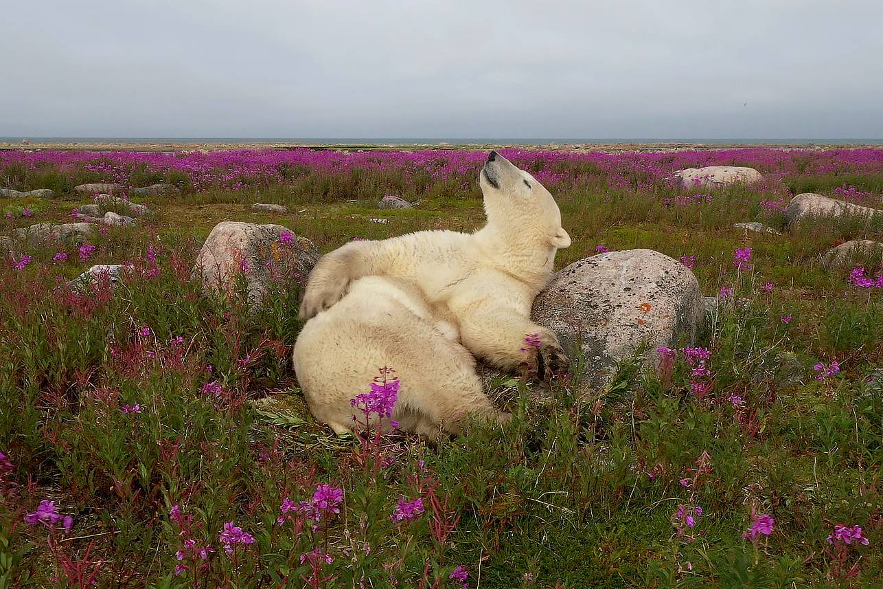 Polar bear resting on the summer tundra